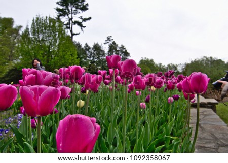 Purple tulips in the tulip bed