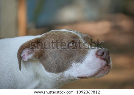 Pitbull waiting for command Royalty-Free Stock Photo #1092369812