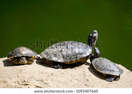 Turtles having sunbathe on a stone