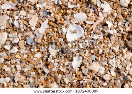 white tropical shell on white  beach sand under sun light