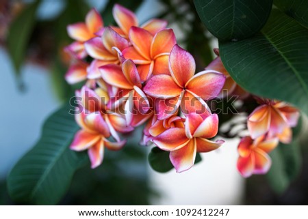 Focus on peach-colored frangipani flowers in artistic fashion with a blurred background made of green leaves, other frangipani flowers and a white wall Royalty-Free Stock Photo #1092412247