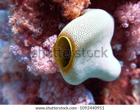 Underwater Photography- Puerto Galera , Philippines