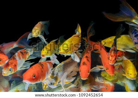 colorful long tail carpfishes stay in front of photographer in blac background