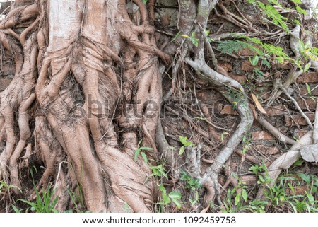 Root tree growing on a brick wall.
