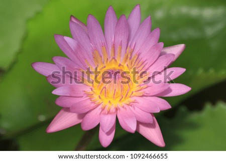 A Pink Lotus Flower