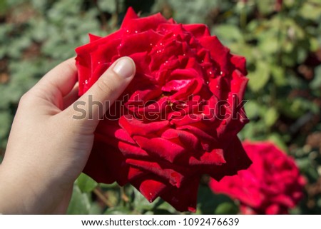 Hand holding rose bloom in in the garden