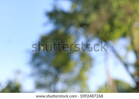 flying dandelion seed on a background of blurred outlines of trees in the park / in search of a new place for life