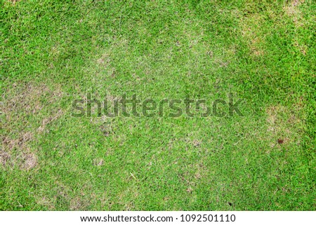 Natural background of green grass, Beautiful green grass texture
