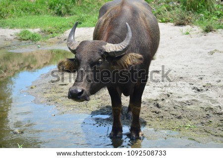 Carabao, water buffalo in a river in the nature of the Philippines.