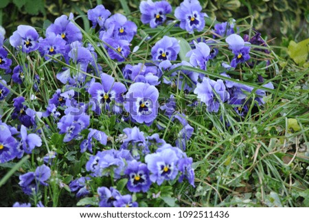the violet flower