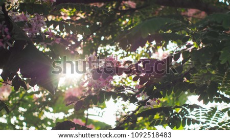 Light through the leaves and Pink flowers with morning light,Soft focus