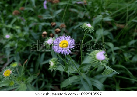 Beautiful Purple Flower in the Garden with selective focus