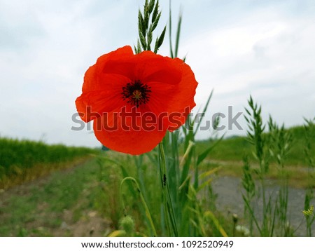 Individual Poppy on the field