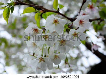 Cherry blossoms in full bloom in the rain