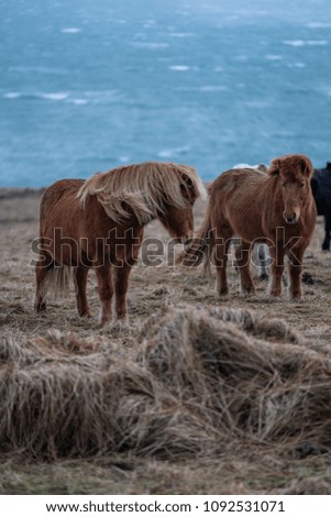Icelandic horses , with a nice background, Iceland.