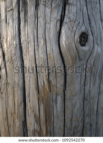 Wooden texture. 
A photo of a tree. Texture of a dry tree. Old wooden trunk.