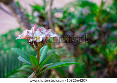  plumeria  White flower