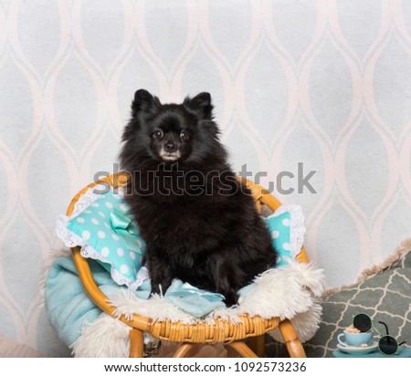 Black German Spitz dog sitting on chair in studio, portrait