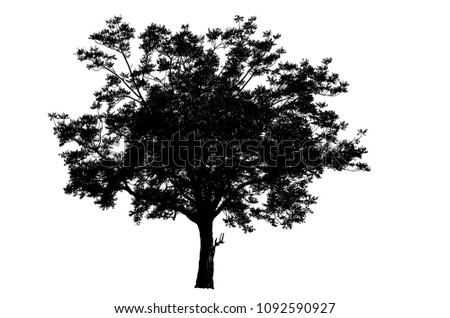 Black silhouette big Tree isolated on white background. Royalty-Free Stock Photo #1092590927