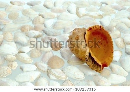 A conch shells lying on white