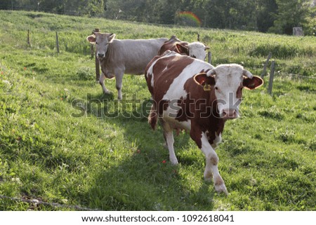 Cows on a green field 