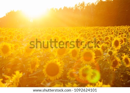 Sunflower field at sunset. Filtered Instagram effect