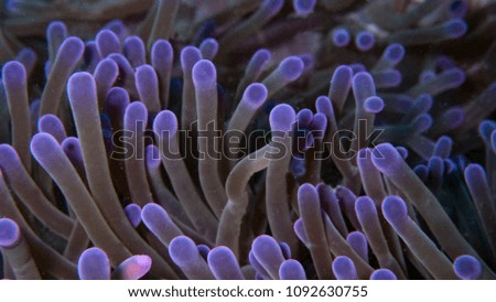 close up of coral