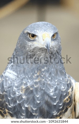 the big gray eagle