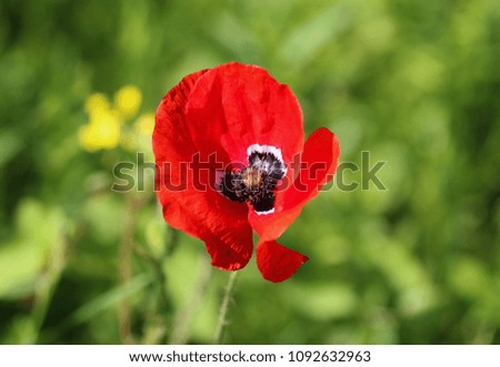 Close up Common poppy (Papaver rhoeas) blooming in spring
