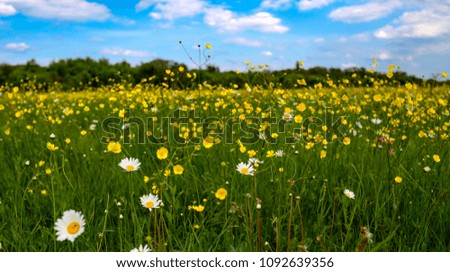 beautiful summer landscape with blossoming meadow and flowers. wild flowers blooming spring