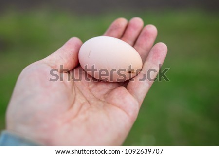 Egg of chicken in hand on farm