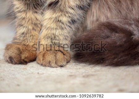 Paws on the cat on the ground