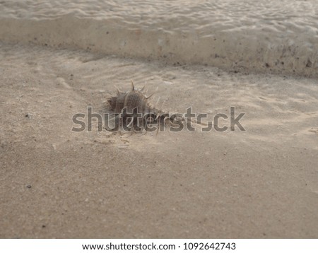 shell on the fine beach