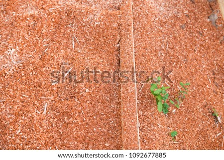 Wood sawdust background closeup, top view