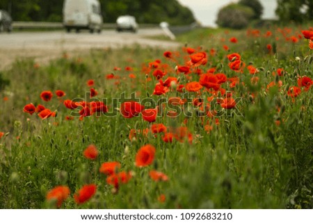 Red wild poppies field in sunny summer meadow