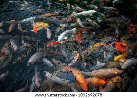 Many beautiful multicolor and red carp in the pond in tirta empul tampak siring, Bali, Indonesia