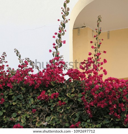 Bougainvillea, wrestling with many small flowers on a house wall in Europe, Mediterranean architecture