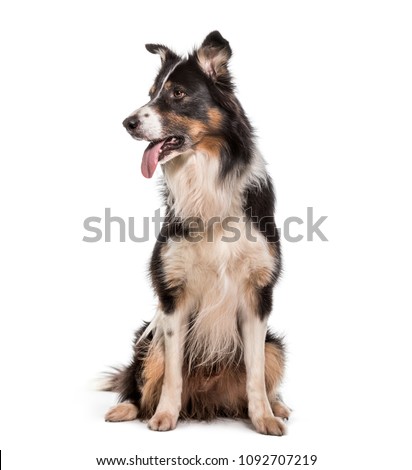 Border Collie dog , 7 years old, sitting against white background