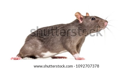 Rat , 6 months old, standing against white background Royalty-Free Stock Photo #1092707378
