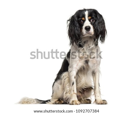 Mixed-breed dog , 1 year old, sitting against white background