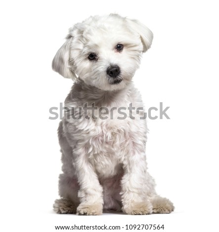 Maltese dog , 11 months old, sitting against white background