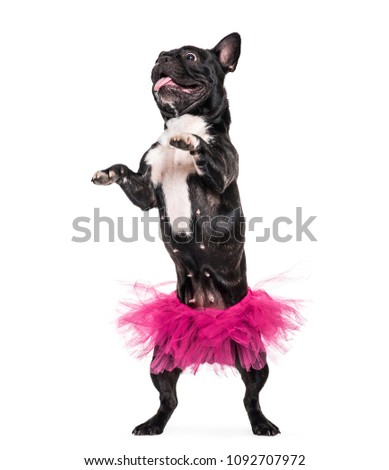 French Bulldog, 1.5 years old, dancing in tutu standing against white background