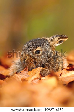 Little baby hare Lepus europaeus