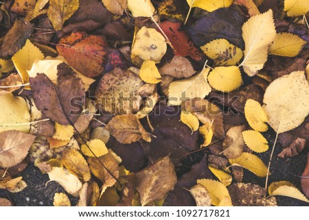 Pile of autumn leaves
