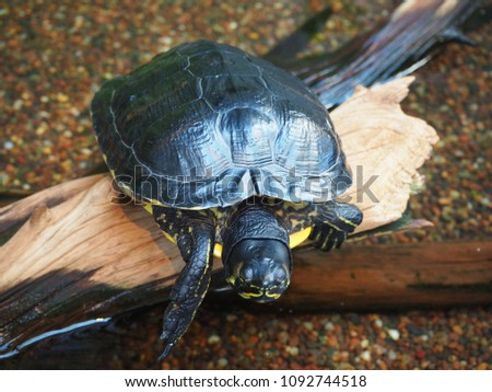 Turtle on log in water