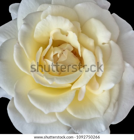 Fine art still life color flower top view macro photo of a wide open blooming yellow white rose blossom with detailed texture on black background