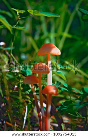 Group of beautiful mushrooms in the moss on a log