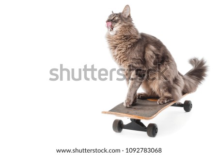 Gray furry cat on skateboard isolated on white background