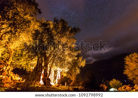 forest with bonfire at night with stars on sky