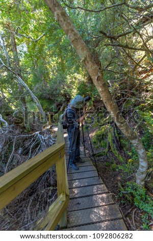 Nature photographer taking pictures with his tripod and wide angle camera in the rainforest. Ballroom Forest in Lake Dove Circuit, Cradle Mountain National Park, Tasmania, Australia.